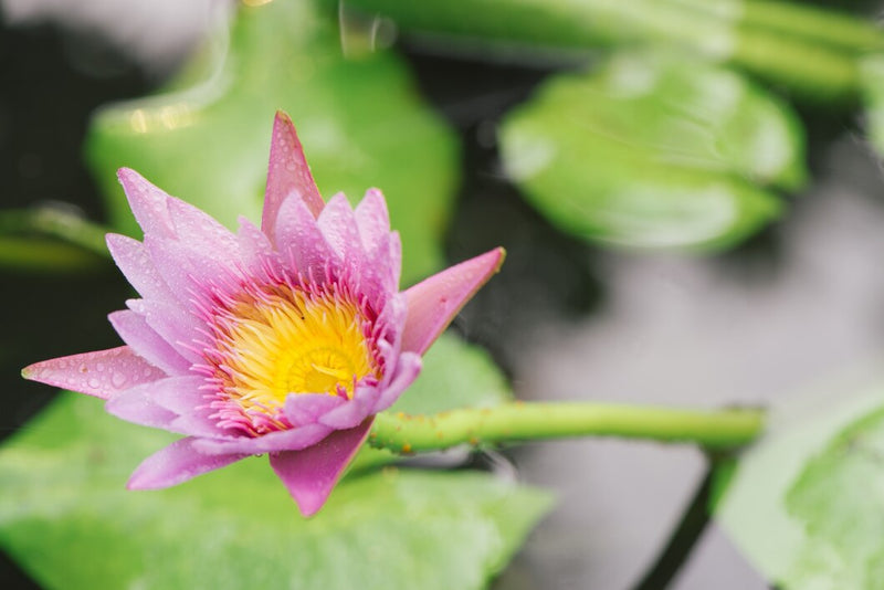 Lotus Flower Extract